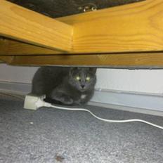 Blanding af racer Pjævs