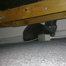 Blanding af racer Pjævs