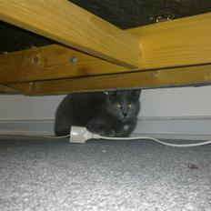 Blanding af racer Pjævs