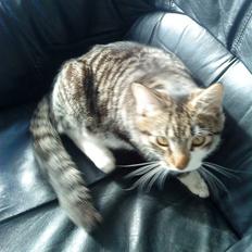 Blanding af racer Oliver Twist