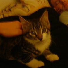 Blanding af racer Oliver Twist