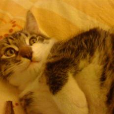 Blanding af racer Oliver Twist