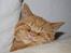 British Shorthair Wiki's Odin (Eddie)