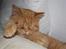 British Shorthair Wiki's Odin (Eddie)