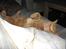 British Shorthair Wiki's Odin (Eddie)
