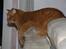 British Shorthair Wiki's Odin (Eddie)