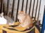 Blanding af racer Garfield. Solgt - Garfield med Trunte