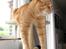 British Shorthair Wiki's Odin (Eddie)
