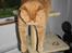 British Shorthair Wiki's Odin (Eddie)