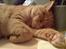 British Shorthair Wiki's Odin (Eddie)