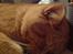 British Shorthair Wiki's Odin (Eddie)