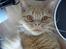 British Shorthair Wiki's Odin (Eddie)