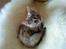 Maine Coon Berta