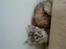 Maine Coon Berta