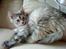 Maine Coon Berta