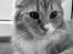 Maine Coon Bellami Solgt :( - Helt nyt (: