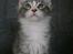 Maine Coon Misty