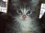 Maine Coon Misty