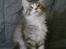 Maine Coon Misty