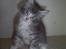 Maine Coon Misty