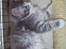 Maine Coon Misty