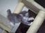 Maine Coon Misty