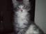 Maine Coon Misty