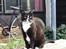 Huskat Pusser