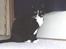 Huskat Pusser