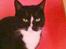 Huskat Pusser