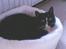 Huskat Pusser