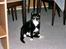 Huskat Pusser
