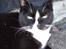 Huskat Pusser