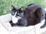 Huskat Pusser