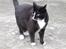 Huskat Pusser