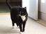 Huskat Pusser