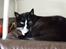 Huskat Pusser