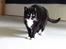 Huskat Pusser