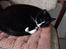 Huskat Pusser