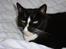 Huskat Pusser