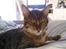 Bengal Barranco (Bailey) - velkommen til min profil..