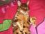 Bengal Barranco (Bailey) - slapper max af..:-)