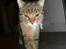 Huskat Feline