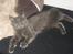 Maine Coon Blue Moon
