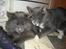 Maine Coon Blue Moon