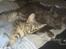 Maine Coon Blue Moon - Blue og Bella.. 