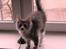 Maine Coon Misty