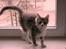 Maine Coon Misty