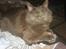 Maine Coon Blue Moon