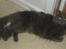 Maine Coon Blue Moon